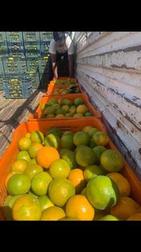 Fresh Nagpur Oranges At Rs 40kg संतरे In Nagpur Id 2850838426397