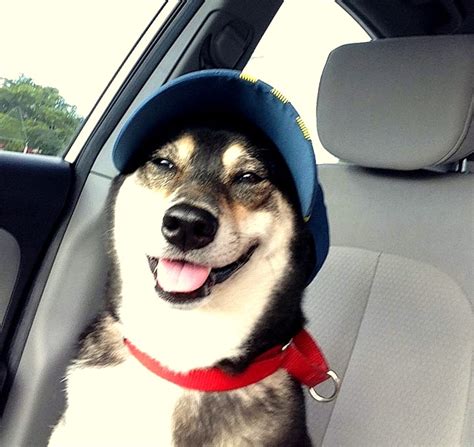 Dogs Who Are Thrilled With Their New Hats Life With Dogs