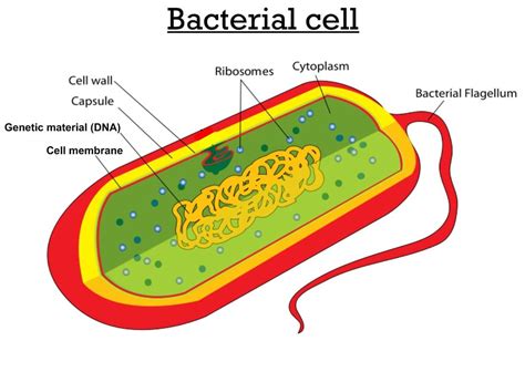 What are the differences between plant cells, animal cells and bacterial cells ? Unicellular organisms - Rumney Marsh Academy Science ...