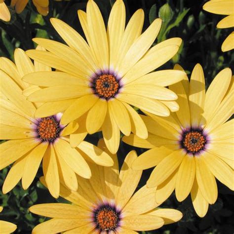 Sending a beautiful flower arrangement is a thoughtful way to celebrate a milestone or above and beyond these traditional meanings, daisies are a notably cheerful flower that can be sent for nearly any occasion. Lemon Symphony - Osteospermum hybrid | Proven Winners
