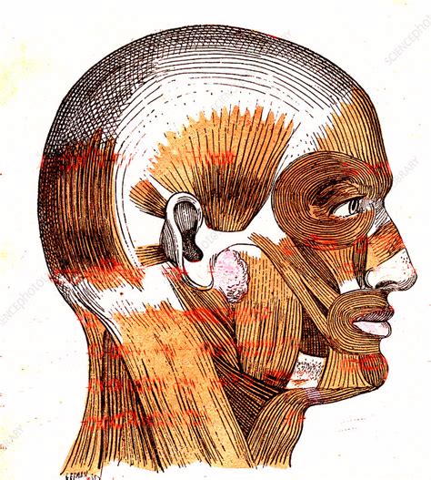 Human Head Muscles 19th Century Illustration Stock Image C0368458