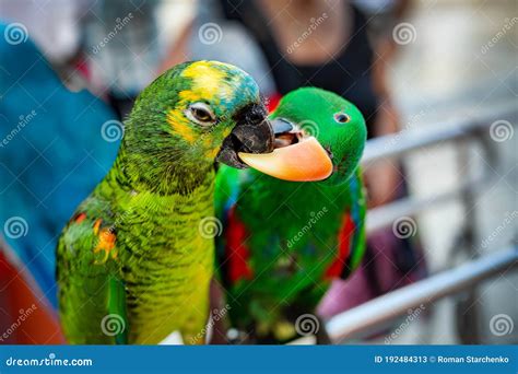 Colorful Parrots Are Kissing Two Beautiful Parrot Birds Stock Image