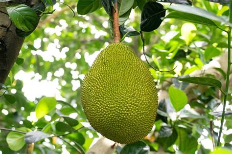 Jackfruit Nutrition Facts Benefits Recipes And What Is The Glycemic