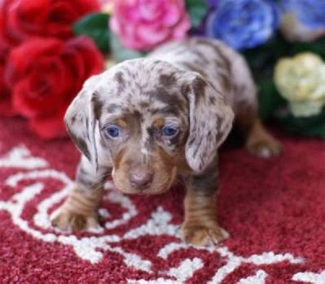 Uptown puppies has the highest quality dachshund puppies from the most ethical breeders in iowa. dapple dachshund puppies for sale in missouri | Zoe Fans ...