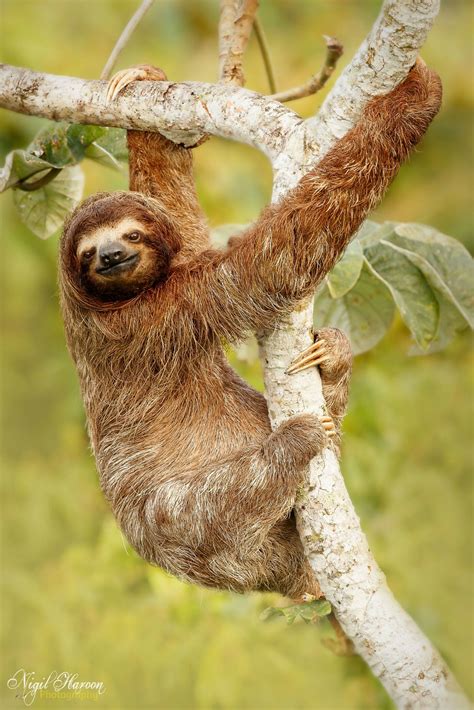 Nigil Haroon • Three Toed Sloth Considered The Slowest Animal On The