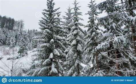 Snow Covered Pine Trees Winter In The Mountains Stock Image Image Of