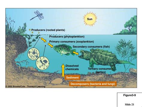 Ppt Chapter 3 Part 1 Ecosystems What Are They And How Do They Work Images