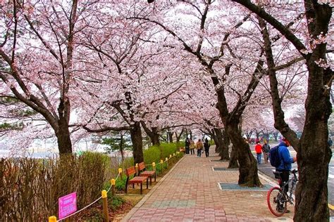 Tak hanya turis lokal saja, banyak turis asing yang juga tertarik pulau jeju merupakan salah satu pulau terkenal yang ada di korea selatan, mungkin rasanya tidak lengkap jika ke korea selatan tapi tidak ke pulau jeju. 5 Tempat Terbaik Melihat Bunga Sakura