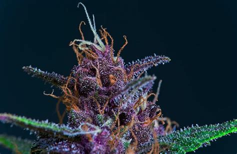 Best Purple Weed Strains • Top 5 Weedseedsexpress