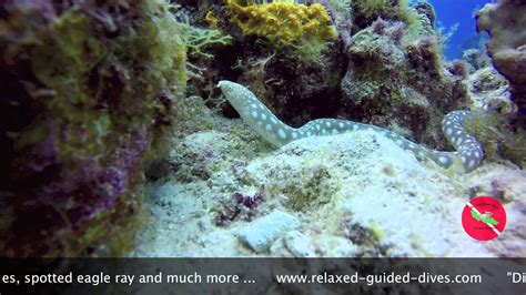 lots to encounter during dives - Relaxed Guided Dives