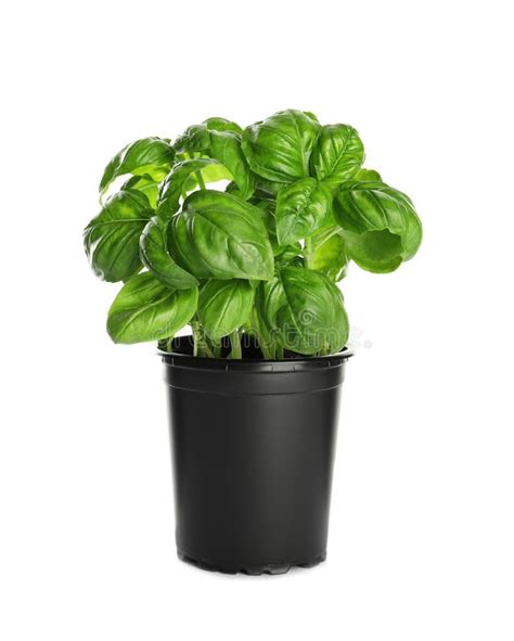 Fresh Basil In Pot Stock Image Image Of Leaves Green 130297599