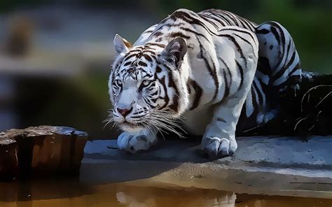 Hd Wallpaper Selective Focus Photography Of Tiger Animals Tropical