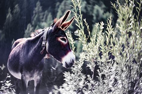 Download Animal Donkey 4k Ultra Hd Wallpaper