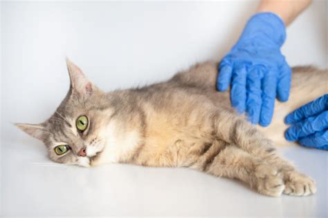 Cat Scooting Causes Symptoms And Treatment