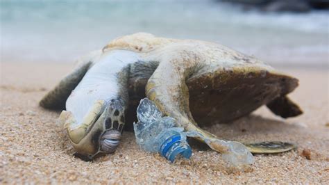 Powerful Video Why We Need To Stop Plastic Pollution In Our Oceans For