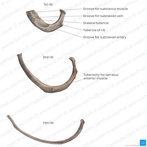 Ribs Anatomy Ligaments And Clinical Notes Kenhub