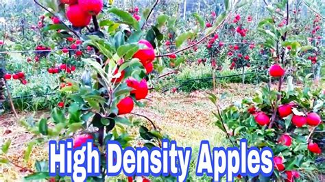 High Density Orchard Italy Apple Orchard In Kashmir Youtube