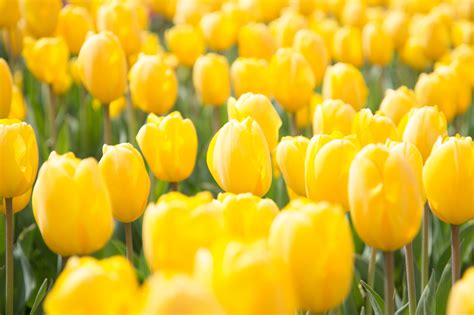 Over 1,751,196 spring flower pictures to choose from, with no signup needed. Spring Flowers Free Stock Photo - ISO Republic