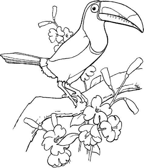 Toucans are such interesting birds and super interesting to color. Toucan Coloring Page - Coloring Home