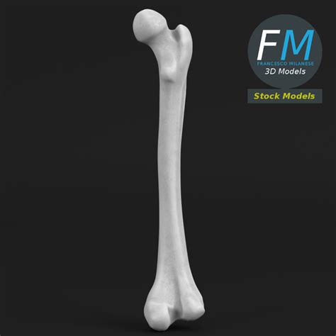 Anatomy Human Femur 3d Model Cgtrader