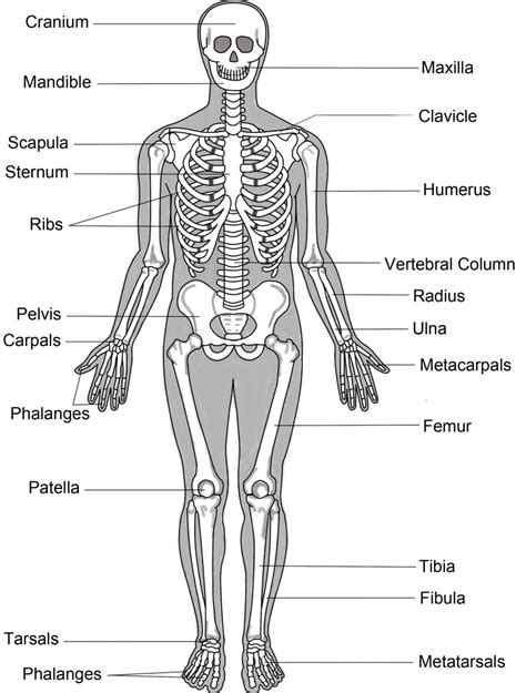 Printable Human Skeleton Labeled
