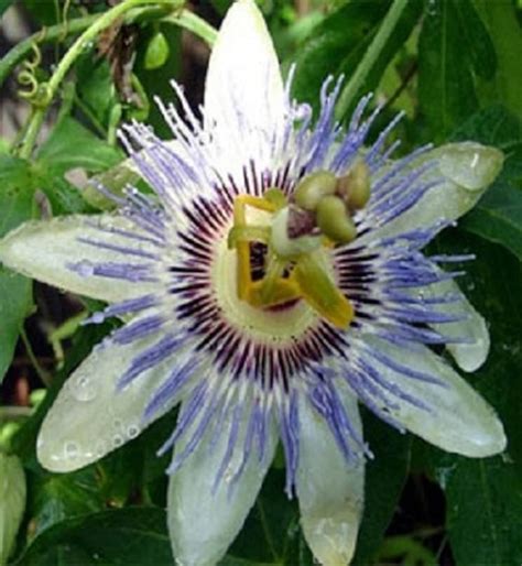 50 Seeds Passion Flower Passion Vine Seed Passiflora Etsy