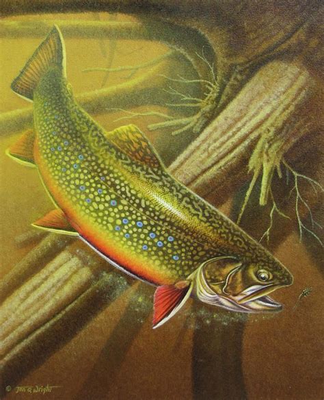 Brook Trout Trout Art Trout Painting Fly Fishing Art
