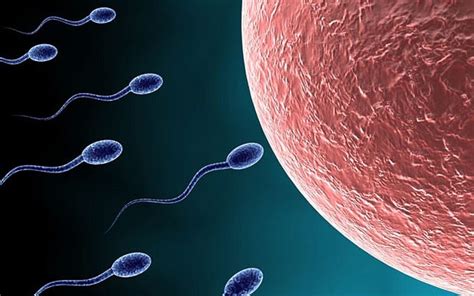 Male Fertility Under Threat As Average Sperm Counts Drop Telegraph