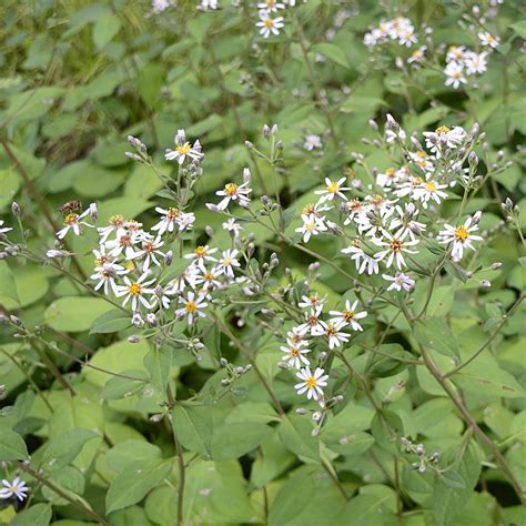 Eurybia Macrophylla Large Leaved Aster Butterfly Effect Farm
