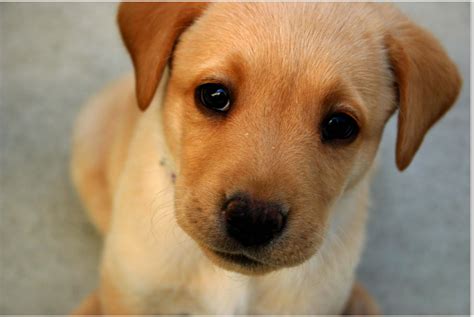 58 Koleksi Terpopuler Cute Baby Dog Wallpaper Download