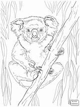 Koala Coloring Pages Koalas Friendly Drawing Line Female Tree Animal Print Animals Bear Printable Color Template Cute Getdrawings sketch template