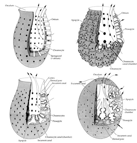 Def main(imagepath, left, top, width, height, label): azure vase sponge | Nervous System blog