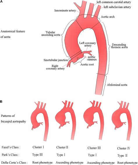 Echocardiography Of The Ascending Aorta Steve Gallik