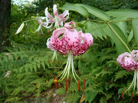 Lilium Speciosum Japanese Lily World Of Flowering Plants