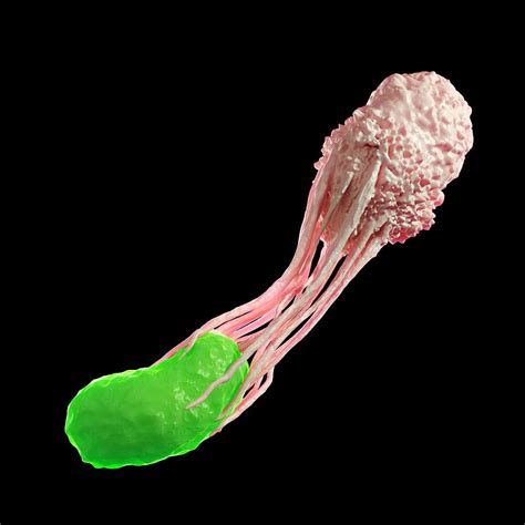 White Blood Cell Engulfing Bacteria Photograph By Sebastian Kaulitzki