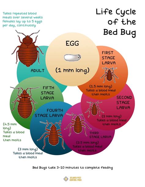 Life Cycle Of The Bed Bug Infographic