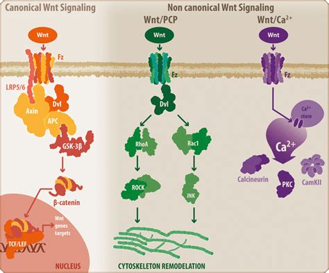 General Overview Of The Wnt Signaling Pathway The Wnt Signaling