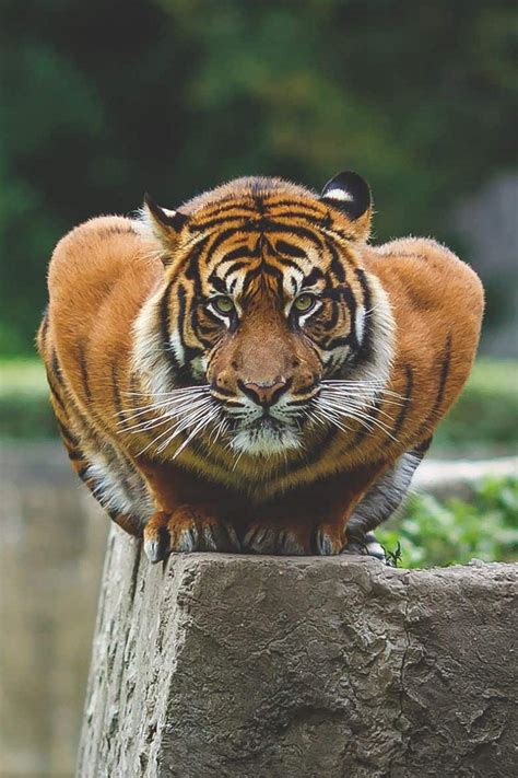 10 интересных фактов о тиграх Фото и описание