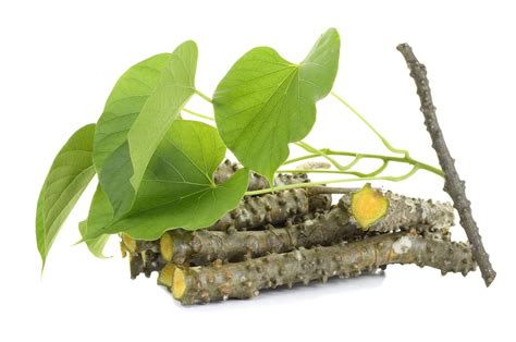 Giloy Benefits All You Need To Know About Guduchi Benefits And Its Uses