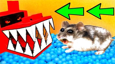 🐹dragon Hamster Maze With Traps Obstacle Course Youtube
