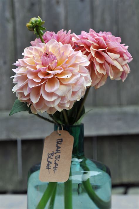 It's easy to propagate by separating baby plants from mother plants. Growing with plants: SIX GREAT CUT FLOWER DAHLIAS TO GROW