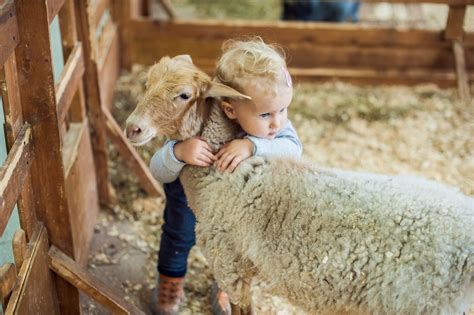 The Hidden Health Danger At Petting Zoos Readers Digest