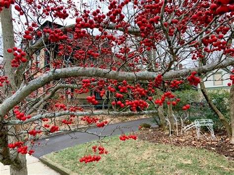 Tree Of The Week — Hawthorn Providence Daily Dose