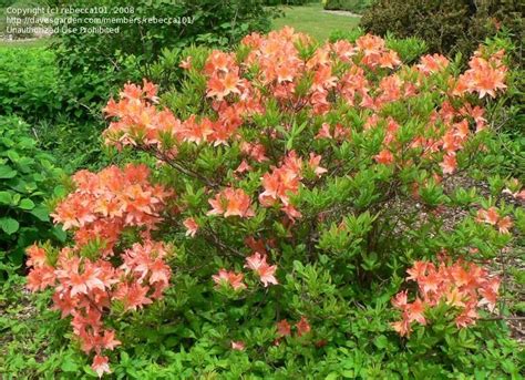 Species rhododendron are rhododendron varieties which grow naturally in the wild. PlantFiles Pictures: Rhododendron Species, Japanese Azalea ...