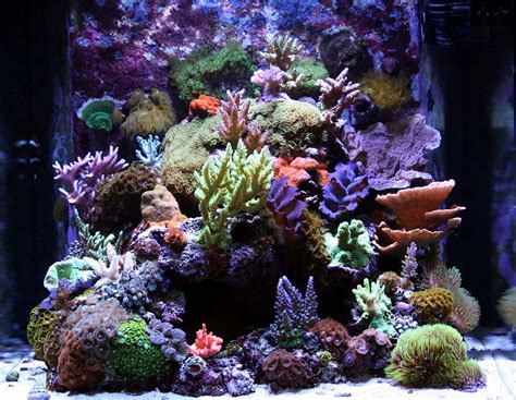 Nano Reef Aquariums What Are They The Beginners Reef