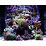 Nano Reef Aquariums Great Little Coral Reef’s – The Beginners