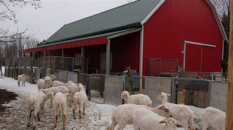 State worker is retired and living her dream on a Mason sheep farm