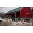 State Worker Is Retired And Living Her Dream On A Mason Sheep Farm