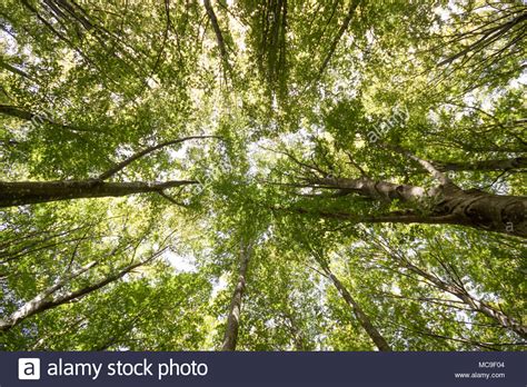 Spring Forest Trees Nature Green Wood Sunlight Scenic Forest Of Fresh