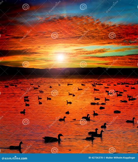 Sunset Lake With Water Birds Stock Photo Image Of Geese Reflection